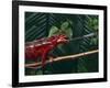 Panther Chameleon-DLILLC-Framed Photographic Print