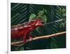 Panther Chameleon-DLILLC-Framed Photographic Print