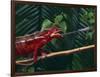 Panther Chameleon-DLILLC-Framed Photographic Print