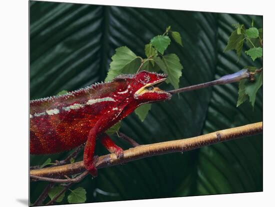 Panther Chameleon-DLILLC-Mounted Photographic Print