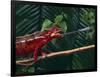 Panther Chameleon-DLILLC-Framed Photographic Print