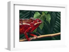 Panther Chameleon-DLILLC-Framed Photographic Print