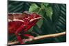Panther Chameleon-DLILLC-Mounted Photographic Print