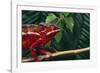 Panther Chameleon-DLILLC-Framed Photographic Print