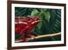 Panther Chameleon-DLILLC-Framed Photographic Print