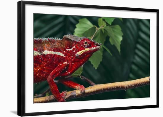 Panther Chameleon-DLILLC-Framed Photographic Print