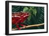 Panther Chameleon-DLILLC-Framed Photographic Print