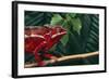 Panther Chameleon-DLILLC-Framed Photographic Print