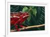 Panther Chameleon-DLILLC-Framed Photographic Print