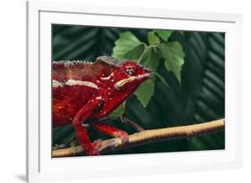 Panther Chameleon-DLILLC-Framed Photographic Print