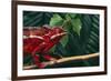 Panther Chameleon-DLILLC-Framed Photographic Print