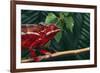 Panther Chameleon-DLILLC-Framed Photographic Print