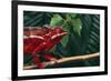 Panther Chameleon-DLILLC-Framed Photographic Print