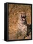 Panther, Okavango Delta, Botswana-Pete Oxford-Framed Stretched Canvas