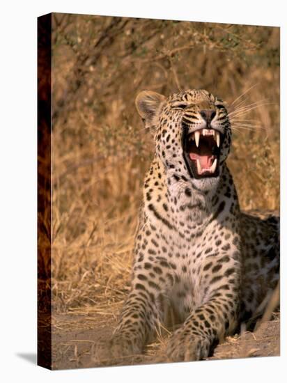 Panther, Okavango Delta, Botswana-Pete Oxford-Stretched Canvas