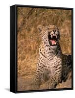 Panther, Okavango Delta, Botswana-Pete Oxford-Framed Stretched Canvas