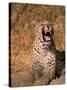 Panther, Okavango Delta, Botswana-Pete Oxford-Stretched Canvas