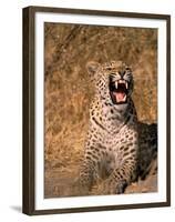 Panther, Okavango Delta, Botswana-Pete Oxford-Framed Premium Photographic Print