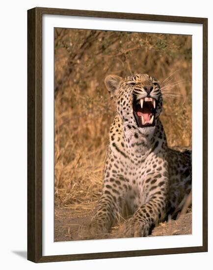 Panther, Okavango Delta, Botswana-Pete Oxford-Framed Premium Photographic Print