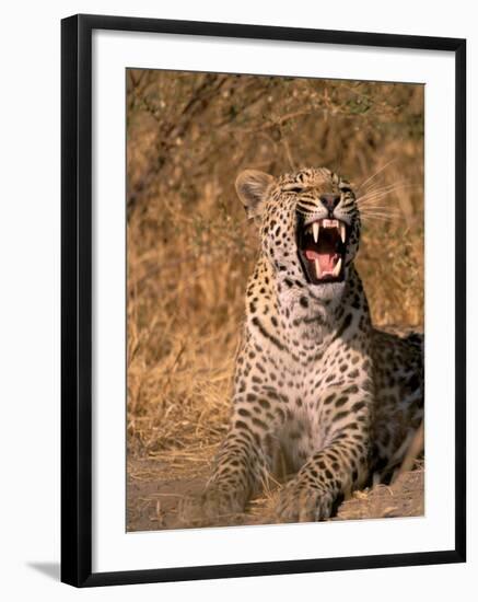 Panther, Okavango Delta, Botswana-Pete Oxford-Framed Premium Photographic Print