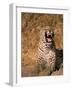 Panther, Okavango Delta, Botswana-Pete Oxford-Framed Photographic Print