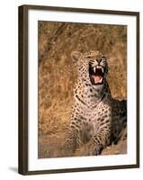 Panther, Okavango Delta, Botswana-Pete Oxford-Framed Photographic Print