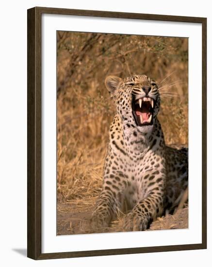 Panther, Okavango Delta, Botswana-Pete Oxford-Framed Photographic Print