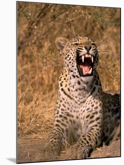 Panther, Okavango Delta, Botswana-Pete Oxford-Mounted Photographic Print