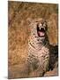 Panther, Okavango Delta, Botswana-Pete Oxford-Mounted Photographic Print