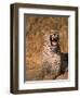 Panther, Okavango Delta, Botswana-Pete Oxford-Framed Photographic Print