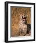 Panther, Okavango Delta, Botswana-Pete Oxford-Framed Photographic Print