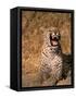 Panther, Okavango Delta, Botswana-Pete Oxford-Framed Stretched Canvas