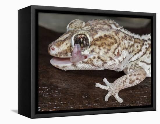 Panther or Ocelot gecko, Paroedura Pictus, washing eye, controlled conditions-Maresa Pryor-Framed Stretched Canvas