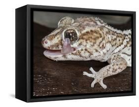 Panther or Ocelot gecko, Paroedura Pictus, washing eye, controlled conditions-Maresa Pryor-Framed Stretched Canvas