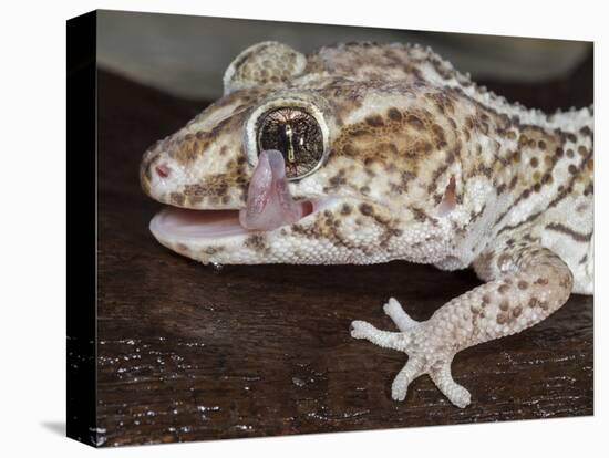 Panther or Ocelot gecko, Paroedura Pictus, washing eye, controlled conditions-Maresa Pryor-Stretched Canvas