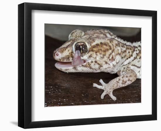 Panther or Ocelot gecko, Paroedura Pictus, washing eye, controlled conditions-Maresa Pryor-Framed Photographic Print