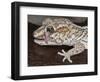 Panther or Ocelot gecko, Paroedura Pictus, washing eye, controlled conditions-Maresa Pryor-Framed Photographic Print