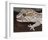 Panther or Ocelot gecko, Paroedura Pictus, washing eye, controlled conditions-Maresa Pryor-Framed Photographic Print