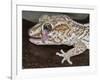 Panther or Ocelot gecko, Paroedura Pictus, washing eye, controlled conditions-Maresa Pryor-Framed Photographic Print