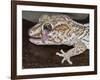 Panther or Ocelot gecko, Paroedura Pictus, washing eye, controlled conditions-Maresa Pryor-Framed Photographic Print