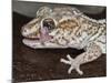 Panther or Ocelot gecko, Paroedura Pictus, washing eye, controlled conditions-Maresa Pryor-Mounted Photographic Print
