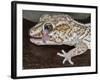 Panther or Ocelot gecko, Paroedura Pictus, washing eye, controlled conditions-Maresa Pryor-Framed Photographic Print