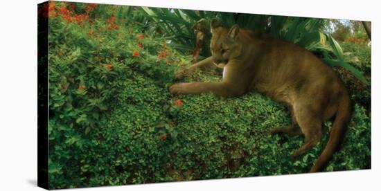 Panther Pause-Steve Hunziker-Stretched Canvas