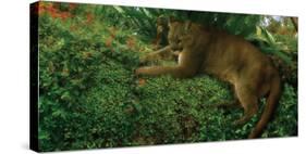 Panther Pause-Steve Hunziker-Stretched Canvas