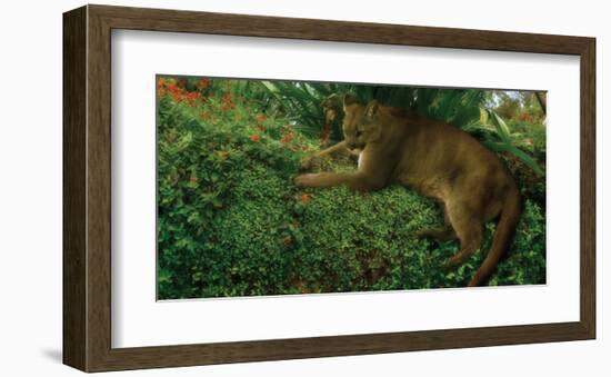 Panther Pause-Steve Hunziker-Framed Art Print