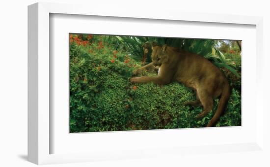 Panther Pause-Steve Hunziker-Framed Art Print