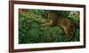 Panther Pause-Steve Hunziker-Framed Art Print