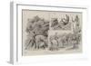 Panther Shooting in India-null-Framed Giclee Print