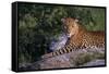 Panther-null-Framed Stretched Canvas