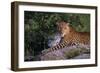 Panther-null-Framed Photographic Print